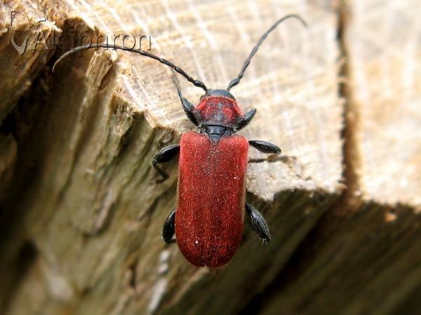 Pyrrhidium sanguineum