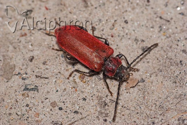 Pyrrhidium sanguineum