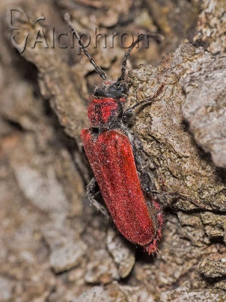 Pyrrhidium sanguineum