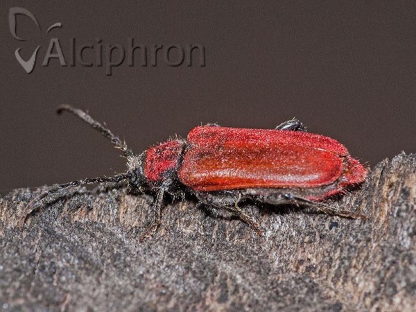 Pyrrhidium sanguineum