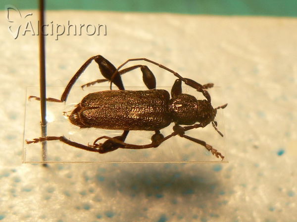 Callidium coriaceum