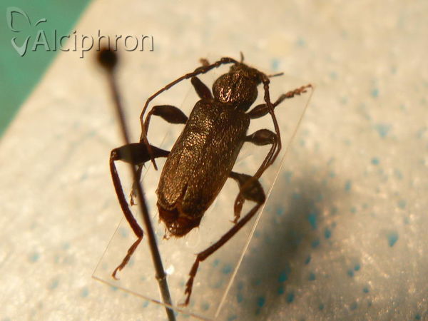 Callidium coriaceum
