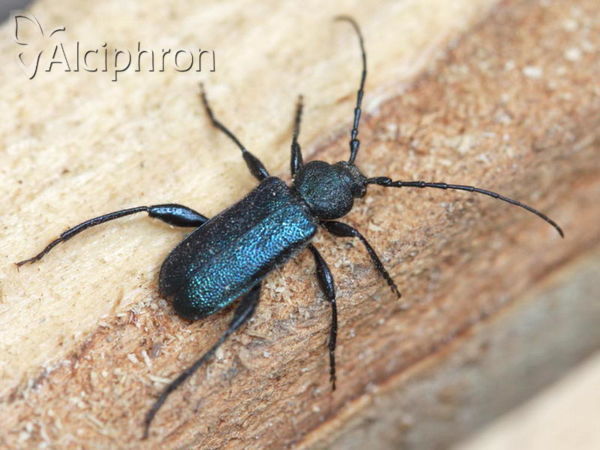 Callidium violaceum