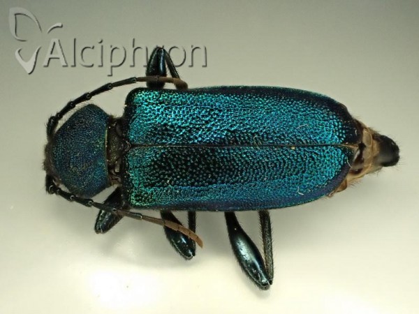 Callidium violaceum