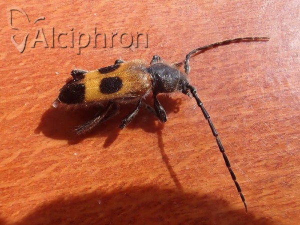 Semanotus russicus
