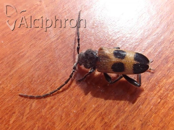 Semanotus russicus