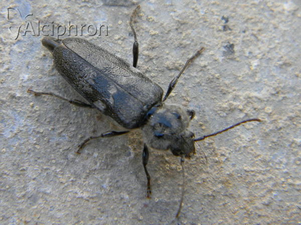 Hylotrupes bajulus