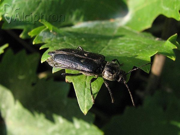 Hylotrupes bajulus