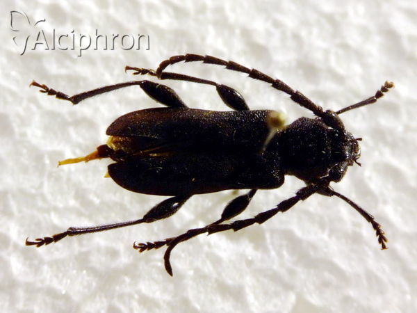 Ropalopus ungaricus