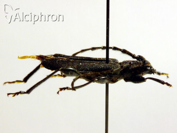 Ropalopus ungaricus