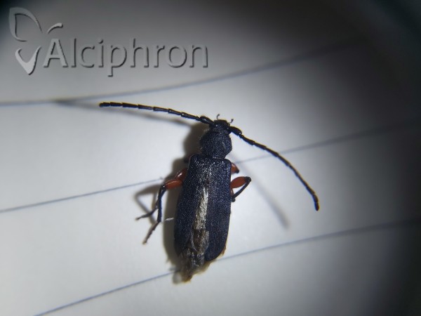 Ropalopus femoratus