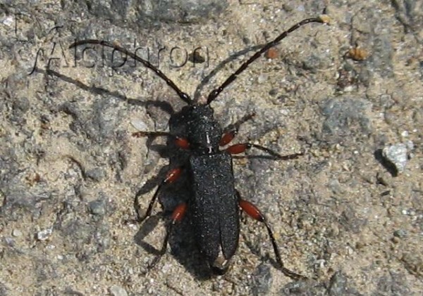 Ropalopus femoratus
