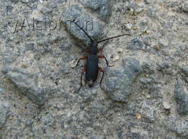 Ropalopus femoratus