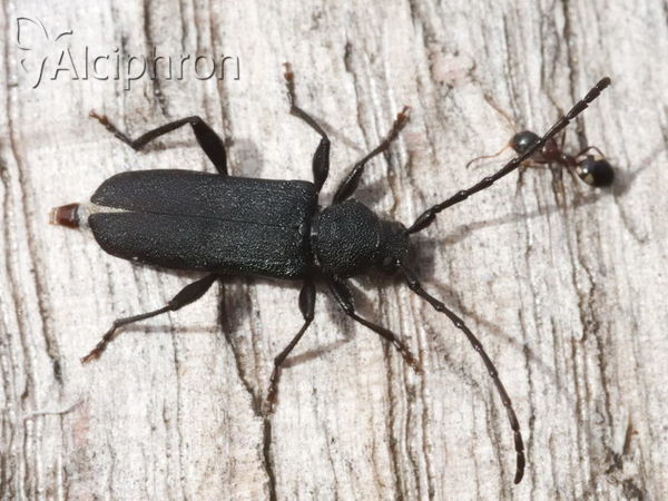 Ropalopus macropus