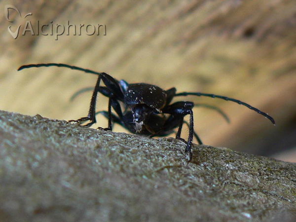 Ropalopus macropus