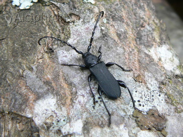 Ropalopus macropus