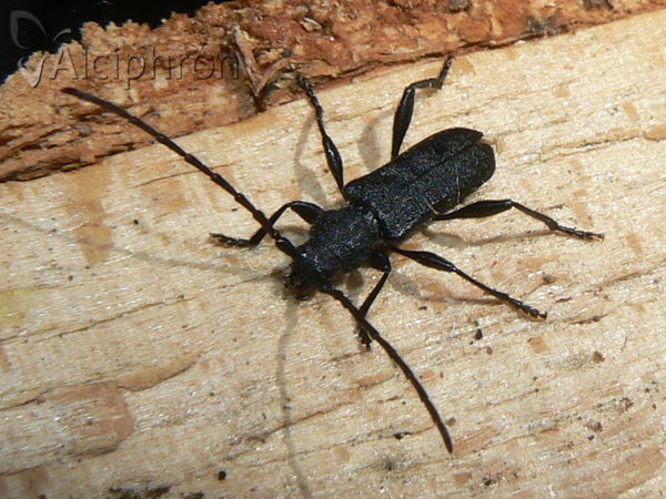Ropalopus macropus