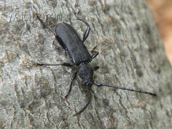 Ropalopus macropus