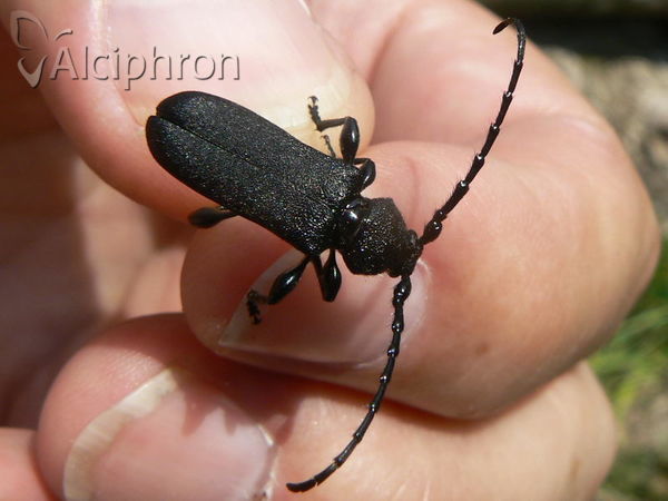 Ropalopus clavipes