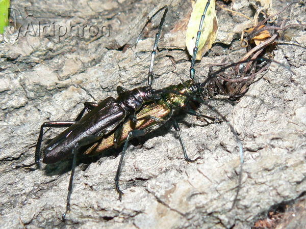 Aromia moschata
