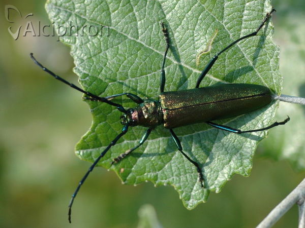 Aromia moschata