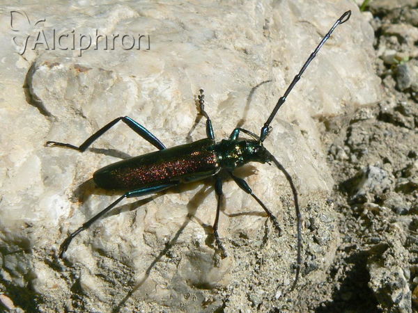 Aromia moschata