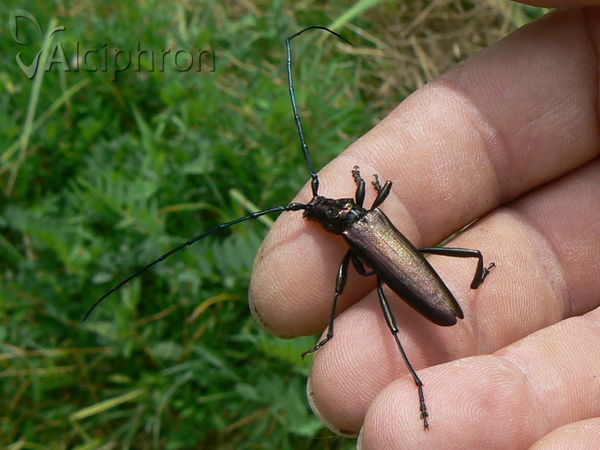 Aromia moschata