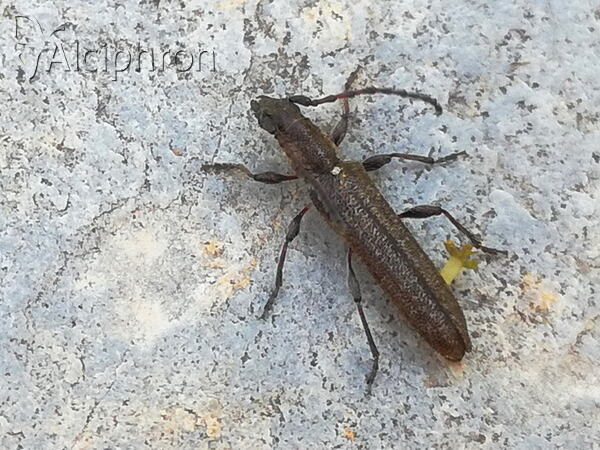Deilus fugax