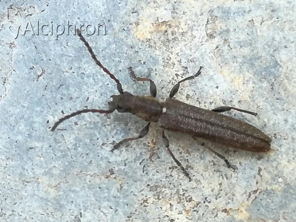 Deilus fugax