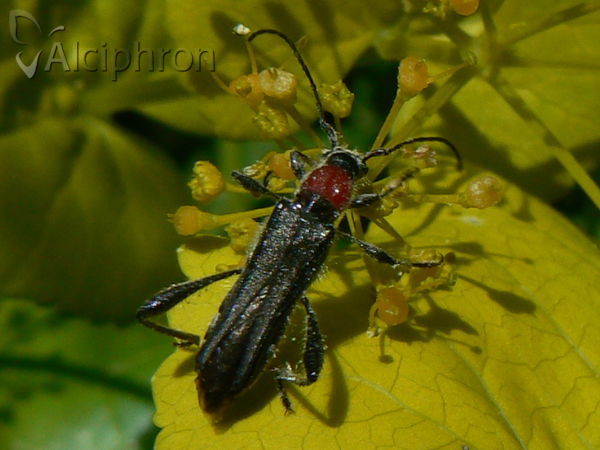 Callimoxys gracilis