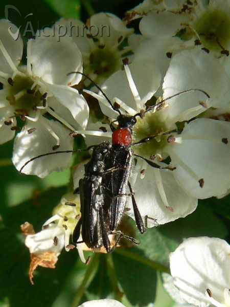 Callimoxys gracilis