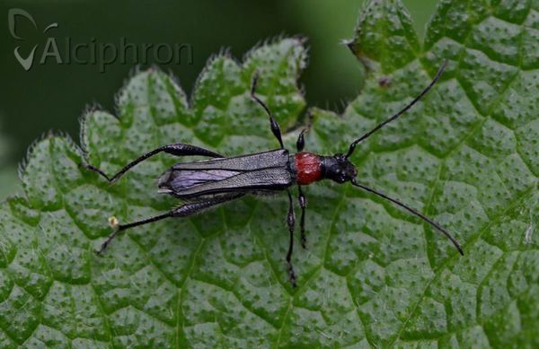 Callimoxys gracilis