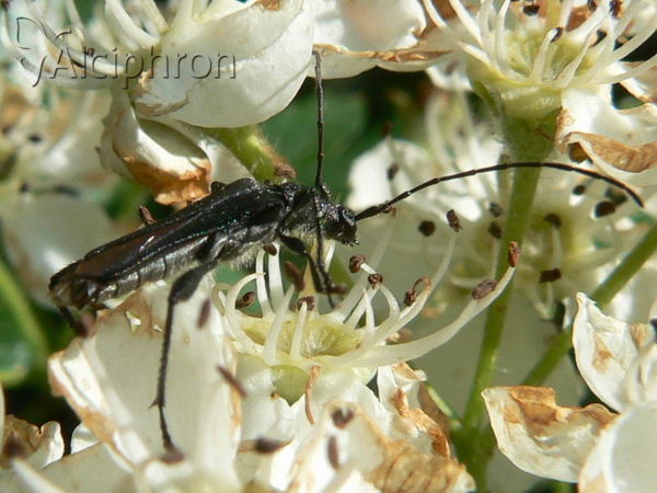 Callimoxys gracilis