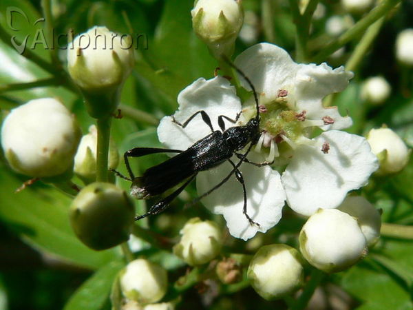 Callimoxys gracilis