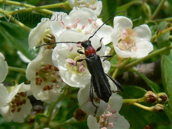 Callimoxys gracilis