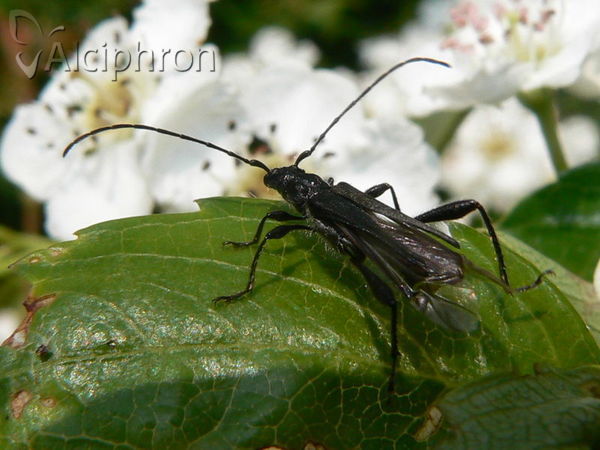 Callimoxys gracilis