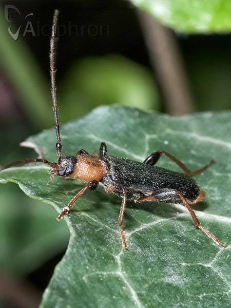 Callimus femoratus