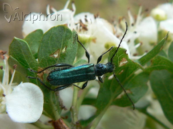 Callimus angulatus
