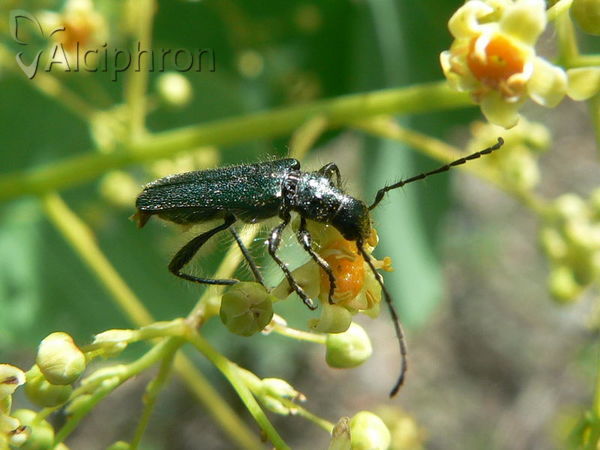 Callimus angulatus