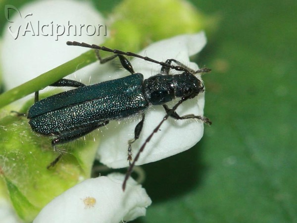 Callimus angulatus