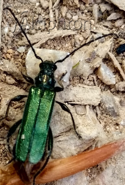 Callimus angulatus