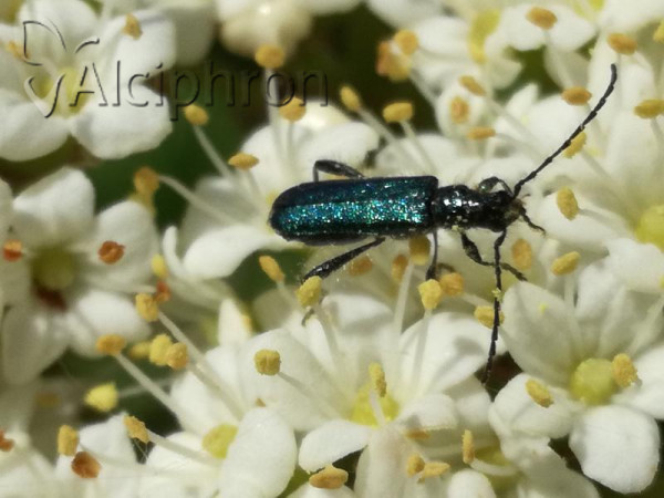 Callimus angulatus