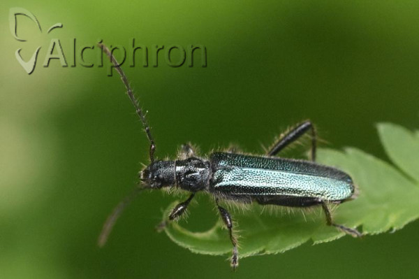 Callimus angulatus