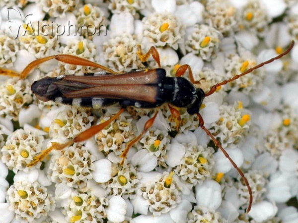 Stenopterus flavicornis