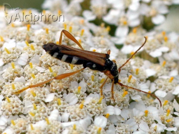 Stenopterus flavicornis