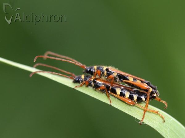Stenopterus flavicornis