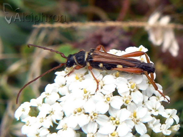 Stenopterus flavicornis