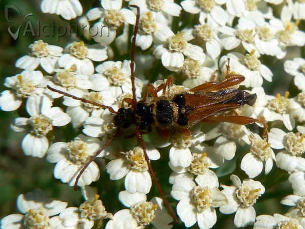 Stenopterus flavicornis