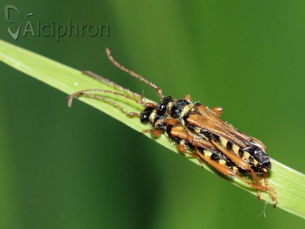 Stenopterus flavicornis