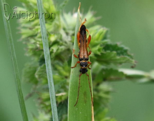 Stenopterus flavicornis